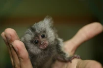 Khỉ tí hon, biết “tám chuyện” giá 200 triệu đồng