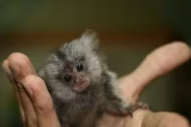 Khỉ tí hon, biết “tám chuyện” giá 200 triệu đồng