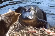 Mèo dũng cảm tát vào mặt cá sấu vì giành mồi