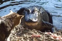 Mèo dũng cảm tát vào mặt cá sấu vì giành mồi