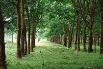 "Ông lớn” Việt nào đang để đất chết?