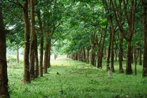 "Ông lớn” Việt nào đang để đất chết?