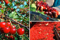Thu hoạch cả cây cherry chỉ trong một cái rung lắc