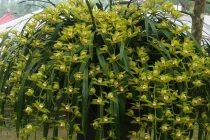 Hàng khủng trong vườn địa lan tỷ đồng ở Sa Pa