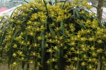 Hàng khủng trong vườn địa lan tỷ đồng ở Sa Pa