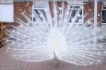 Vẻ quyến rũ mê hồn của chú công trắng hiếm gặp ngoài đời