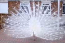 Vẻ quyến rũ mê hồn của chú công trắng hiếm gặp ngoài đời