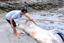 Phát hiện “thủy quái” khổng lồ dạt vào bờ biển Nghệ An