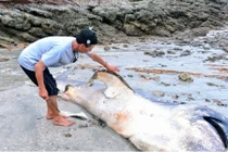 Phát hiện “thủy quái” khổng lồ dạt vào bờ biển Nghệ An