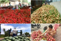 Điểm danh hoa quả rẻ thối, cho không ai lấy