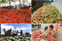 Điểm danh hoa quả rẻ thối, cho không ai lấy