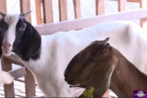 Sốt dịch vụ cho thuê Dê chơi Tết Ất Mùi 2015