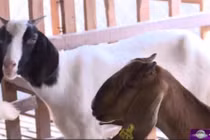 Sốt dịch vụ cho thuê Dê chơi Tết Ất Mùi 2015