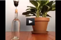 Cách giữ ẩm tuyệt vời cho cây khi vắng nhà