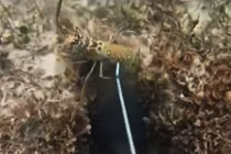 Tuyệt chiêu bắt tôm hùm ở vịnh san hô của thợ lặn