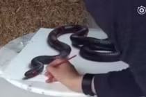 Clip vẽ rắn 3D nhìn như thật gây kinh ngạc