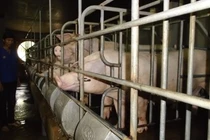 Chuyện ông chủ trang trại qua đêm tại... chuồng heo