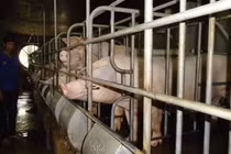 Chuyện ông chủ trang trại qua đêm tại... chuồng heo