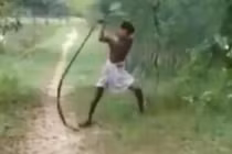 Cha dùng tay không giết hổ mang chúa trả thù cho con 