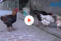 Đàn gà tiến vua hàng trăm triệu của lão nông Hưng Yên