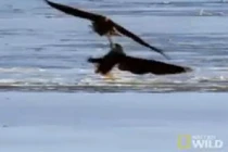 Xem đại bàng truy sát vịt trời ngoạn mục