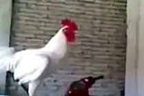 Chú gà trống có tiếng gáy hài hước chưa từng thấy