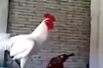 Chú gà trống có tiếng gáy hài hước chưa từng thấy