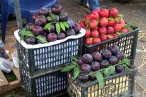 Cách phân biệt mận Sa Pa và mận Trung Quốc