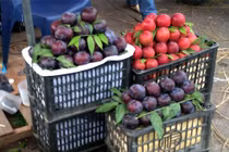 Cách phân biệt mận Sa Pa và mận Trung Quốc
