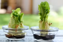 Tự trồng rau sạch tại nhà từ cuống rau diếp bỏ đi