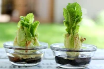 Tự trồng rau sạch tại nhà từ cuống rau diếp bỏ đi