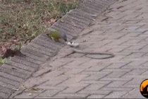 Rắn bị chim tấn công tơi tả