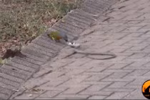 Rắn bị chim tấn công tơi tả