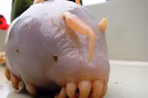 Top 10 sinh vật xấu xí quái dị nhất hành tinh