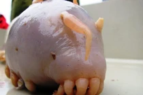 Top 10 sinh vật xấu xí quái dị nhất hành tinh