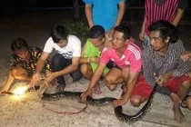 Trăn sát thủ một mình kịch chiến 8 người đàn ông