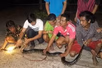 Trăn sát thủ một mình kịch chiến 8 người đàn ông