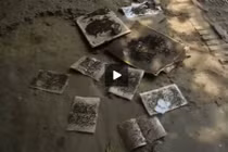 Dịch ruồi hoành hành cuộc sống người dân Tây Ninh thế nào?