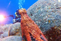 Bí mật dưới đáy đại dương có thể bạn chưa biết