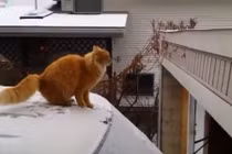 Sặc cười những chú mèo hậu đậu nhất quả đất