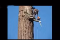 Cách chặt cây cực cao, cực lớn ở nước ngoài