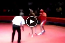 Trận đấu nảy lửa giữa Kangaroo và võ sĩ quyền anh