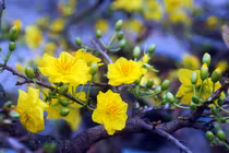 Xuất hiện giống hoa mai ra hoa 3 đợt trong năm