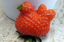 Trang trại thoát phá sản nhờ một quả dâu hình con gà 