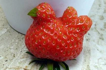 Trang trại thoát phá sản nhờ một quả dâu hình con gà 