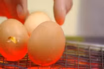 Cách làm trứng nướng ngon không độc hại tại nhà 