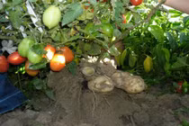 Ngạc nhiên loại cây “đẻ” ra khoai tây và cà chua