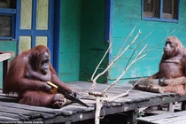 Đười ươi biết sử dụng cưa như người không tin nổi