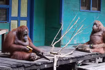 Đười ươi biết sử dụng cưa như người không tin nổi