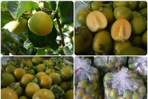 Thực hư tin đồn ăn hồng giòn bị tắc ruột